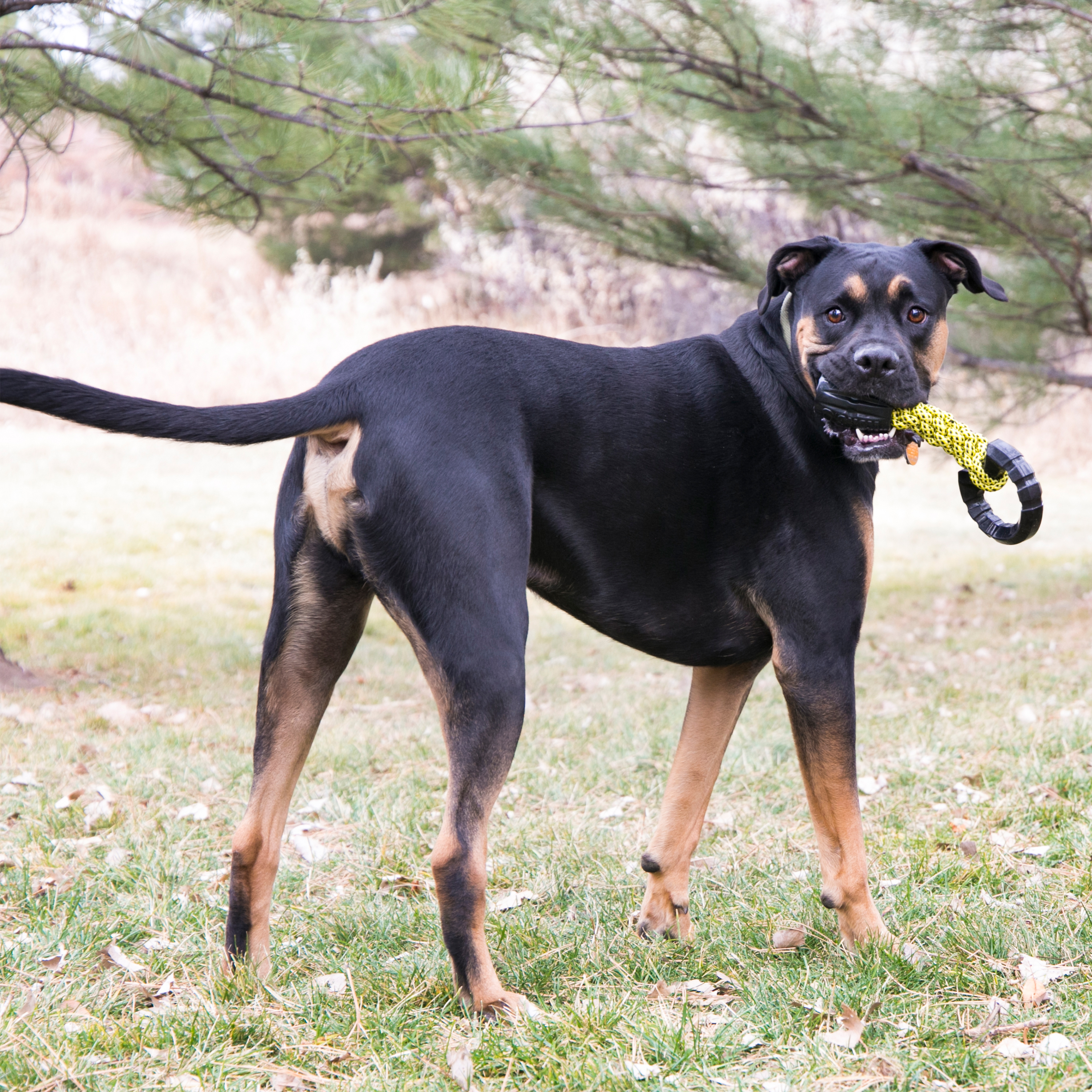 KONG  Jaxx Braided Tug