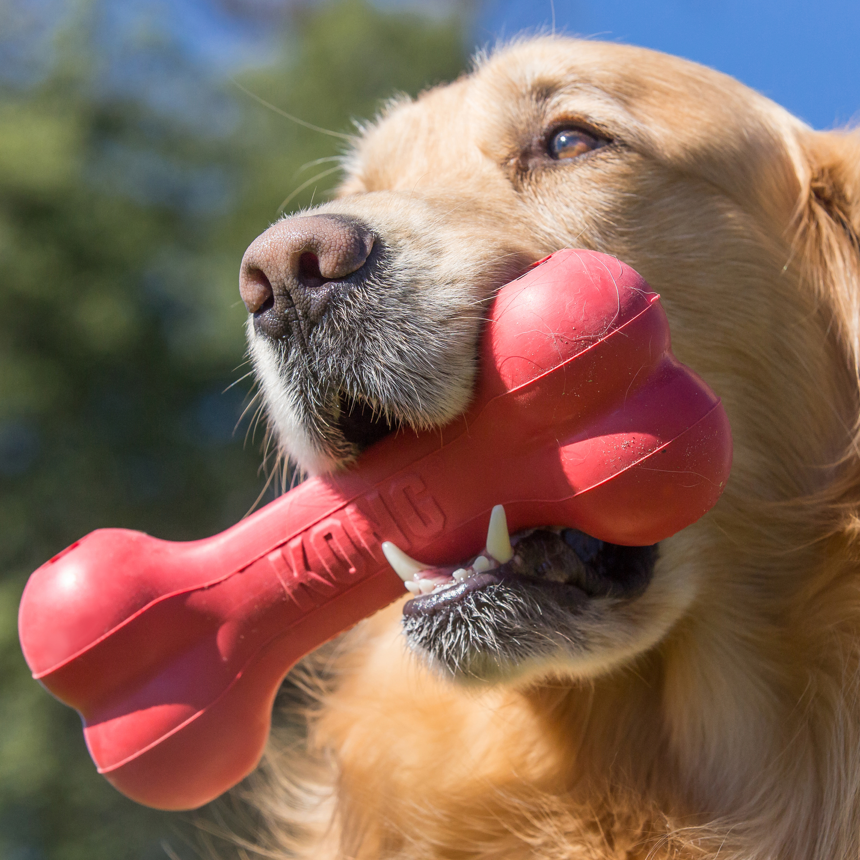 KONG Goodie Bone Large
