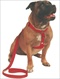 Nylon Walking Harness - Adjustable